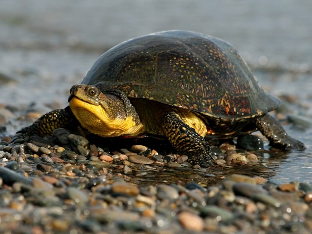 Seven things you can to do protect Ontario's turtles