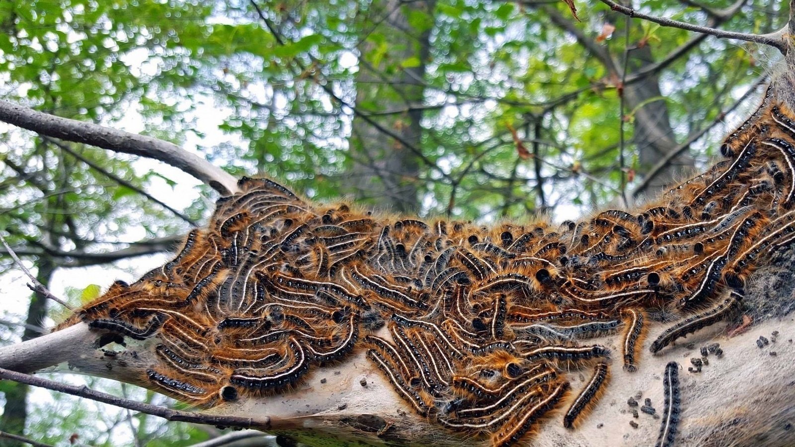 Six Nations to monitor moth eggs on territory
