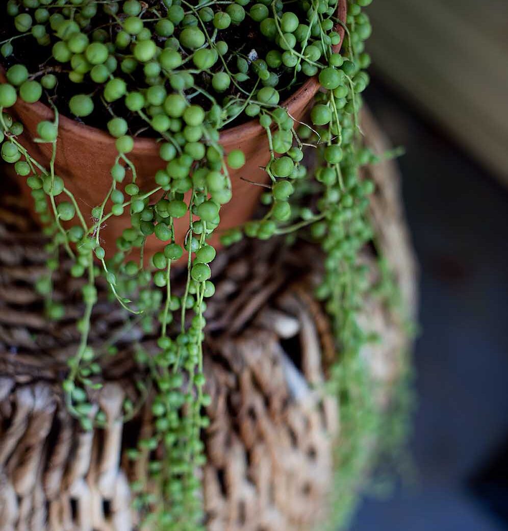 Better than a bouquet: Plants for the mom in your life on Mother’s Day