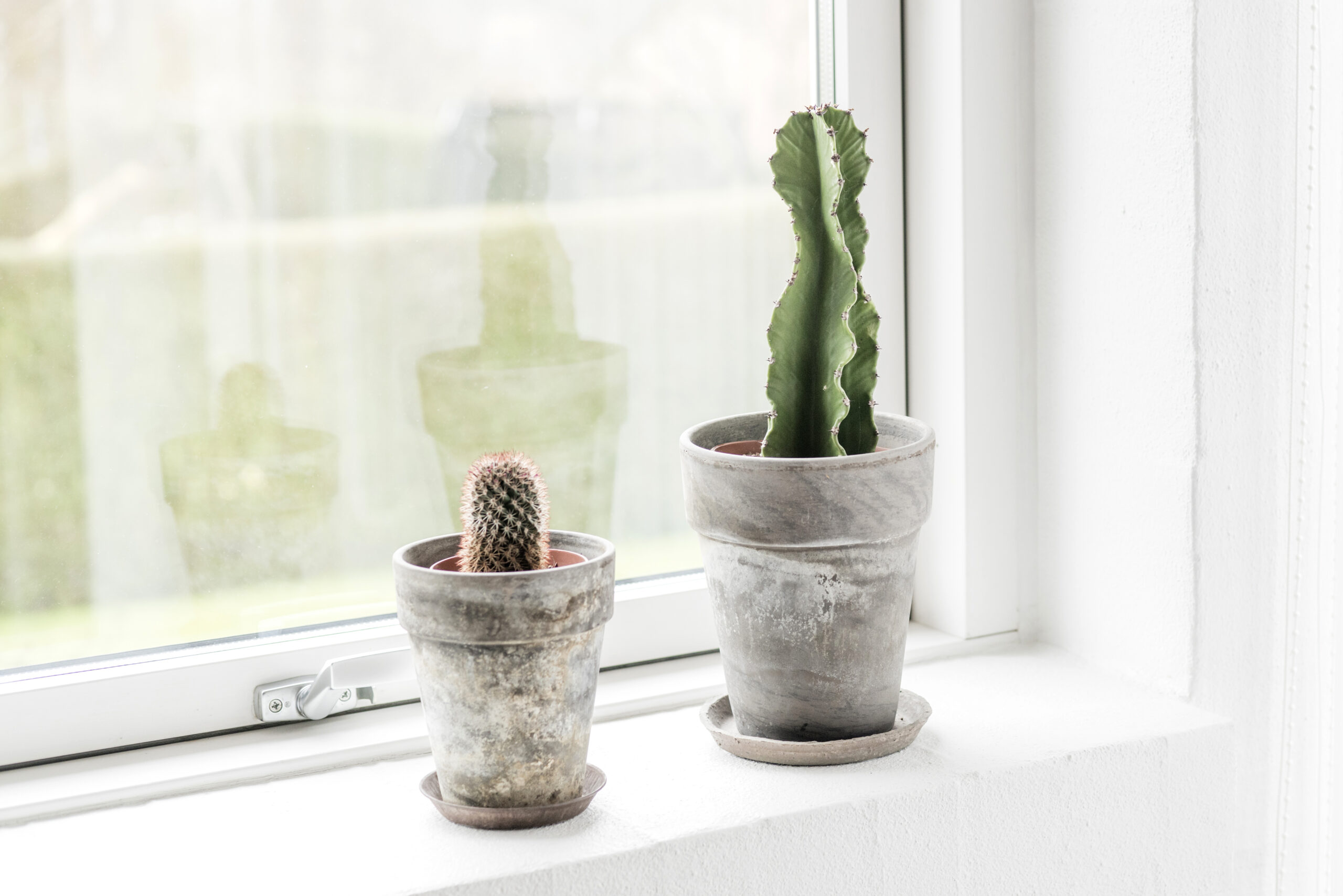 Keep your plants happy until summer