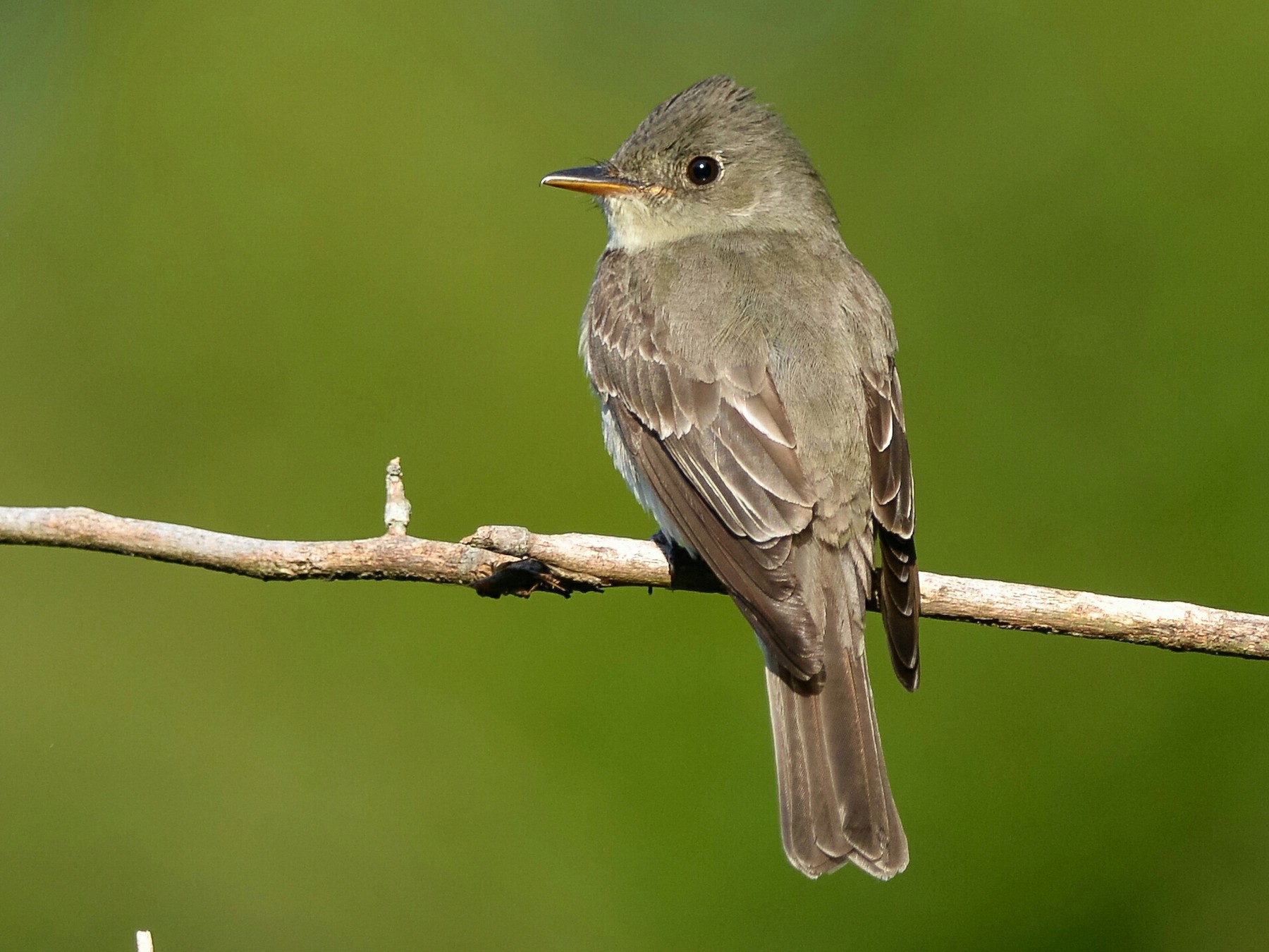 A new study on birds and bats on the Six Nations Territory is underway by the Six Nations Wildlife Office.