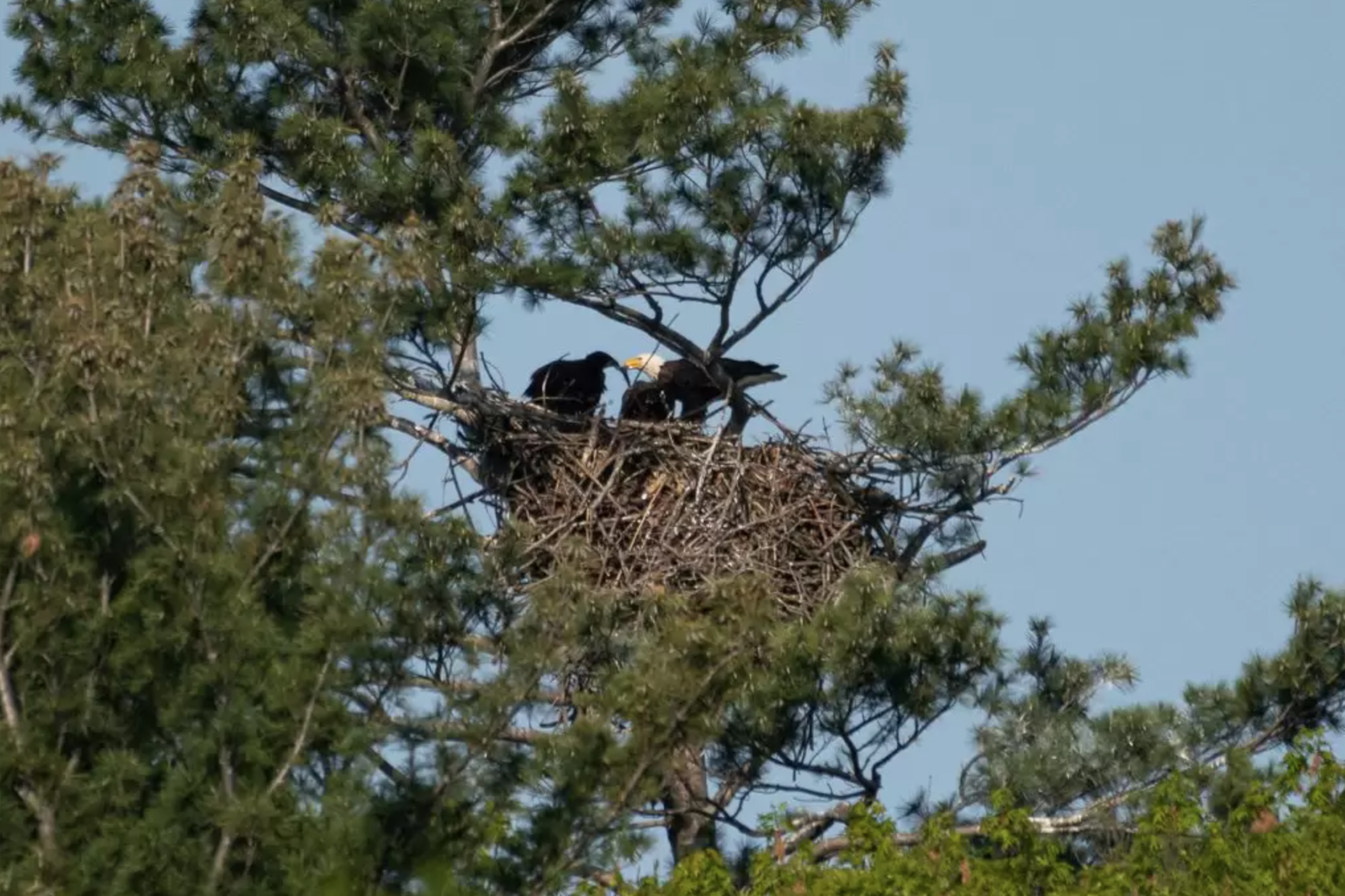 Mig and Izi welcomed in Cootes Paradise’s as newest bald eaglets