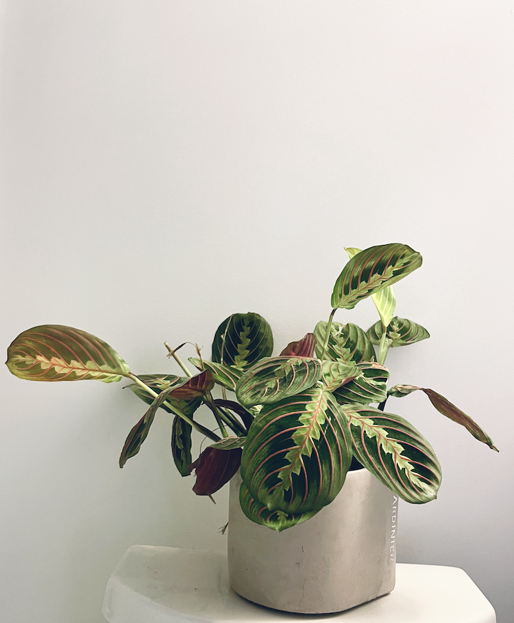 Prayer plant TLC